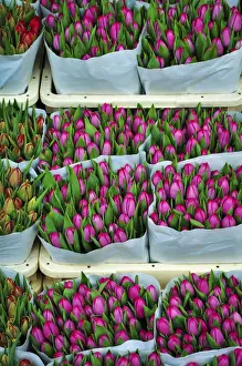 Tulip Prints: The Colorful Tulips of Holland