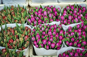 Tulip Prints: The Colorful Tulips of Holland
