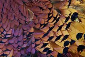 Modern Bird Feather Designs Gallery: Colorful variation on Ring Necked Pheasant Feather