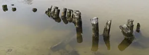 Images Dated 5th June 2015: Colour image, Color image, Photography, Horizontal, No people, Wooden pilings, under water