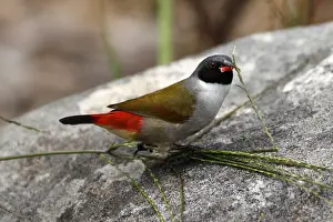 colour image, wildlife, kirstenbosch national botanical garden, small bird, african