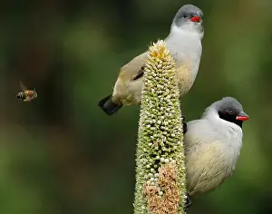 colour image, wildlife, kirstenbosch national botanical garden, small bird, african