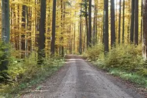 Colourful autumnal forest, Unterallgaeu, Allgaeu, Bavaria, Germany, Europe