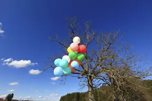 Balloons Prints: Many colourful balloons in a green landscape, Allgaeu, Germany, Europe