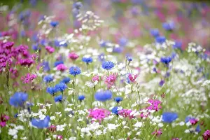 Prints of flower meadow, Wildflower Meadows, 827563992 Wildflower Meadow Prints: A colourful and bright summer flower meadow in soft sunshine