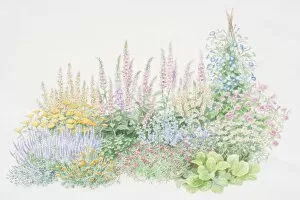 Centaurea Gallery: Colourful flower bed