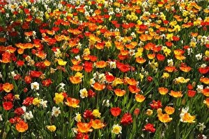Colourful flower bed with tulips -Tulipa- and daffodils -Narcissus-, backlit, Nuremberg, Middle Franconia, Bavaria