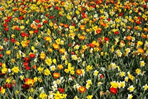 Tulipa Prints: Colourful flower bed with tulips -Tulipa- and daffodils -Narcissus