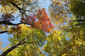 Images Dated 7th September 2016: Colourful foliage in autumn, Indian Summer, Franconia Notch State Park