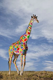Buena Vista Images Collection: Colourful Giraffe