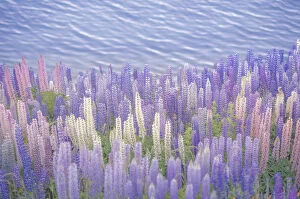Colourful Lupines near the water