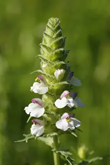 Colourful Mediterranean Lineseed -Bellardie trixago-, hemiparasitic, Lake Bafa, Mugla Province, Aegean region, Turkey