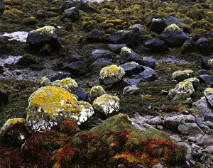 Images Dated 18th October 2014: Colourful seaweed, lichen on granite rocks at low tide, Connemara, County Galway, Ireland