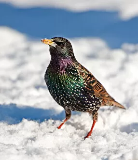 Beautiful Bird Species Gallery: Colourful starling in the snow