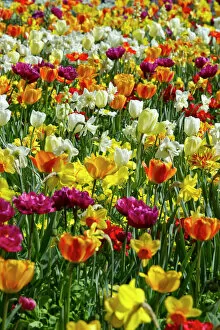 Full Frame Collection: Colourful tulips and daffodils, Mainau, Konstanz, Baden-Wurttemberg, Germany