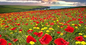 Images Dated 26th June 2012: Colours of earth