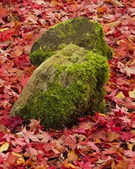 Colours of fall, mossy rocks on red maple leaves