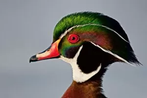 Images Dated 24th March 2011: Colours of a Wood duck