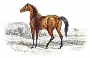 Images Dated 17th June 2015: Colt of brood mare engraving 1841