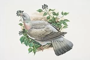 Columba palumbus, Woodpigeon, illustration of grey bird with white neck and white wing patches