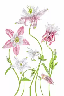 Images Dated 20th May 2016: Columbine flowers