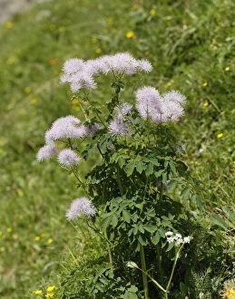 Images Dated 14th July 2013: Columbine Meadow Rue -Thalictrum aquilegiifolium-, Grosses Walsertal Biosphere Park, Vorarlberg