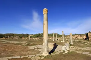 Magna Prints: Column with corinthian capital, Ruins of the Roman City Leptis Magna, Libya