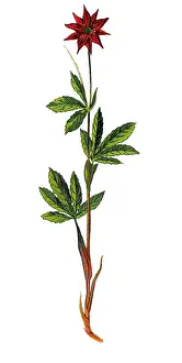 Marsh Prints: Comarum palustre, purple marshlocks, swamp cinquefoil and marsh cinquefoil