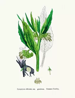 English Botany, or Coloured figures of British Plants Collection: Comfrey medicinal plant