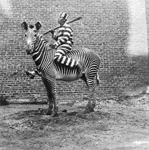 Animal Riding Prints: Comic Criminal Riding a Zebra