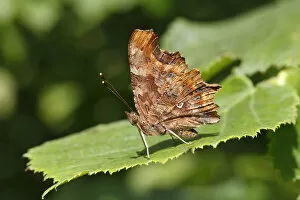 Comma butterfly -Polygonia c-album, Syn Nymphalis c-album- perched on a leaf, Altenseelbach, Neunkirchen