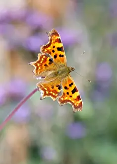 Pastel Colored Prints: Comma