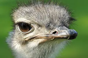 Commn Ostrich -Struthio camelus-, captive, Germany