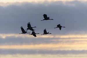 Images Dated 26th October 2014: Commom Cranes -Grus grus- in flight, Lower Saxony, Germany