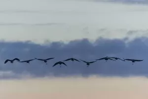 Images Dated 26th October 2014: Commom Cranes -Grus grus- in flight, Lower Saxony, Germany