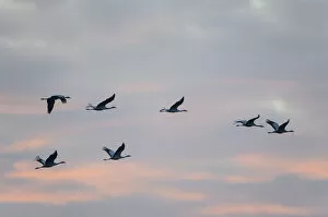 Images Dated 24th October 2014: Commom Cranes -Grus grus- in flight, Lower Saxony, Germany