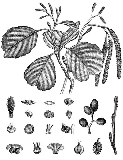 Plant Part Prints: Common alder, black alder, European alder, alder (Alnus glutinosa)