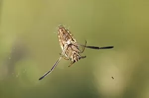 Images Dated 25th June 2011: Common Backswimmer -Notonecta glauca-, ventral side