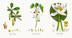 Images Dated 10th November 2017: Common Barberry, Berberis vulgaris, Victorian Botanical Illustration, 1863