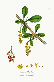 Images Dated 25th September 2017: Common Barberry, Berberis vulgaris, Victorian Botanical Illustration, 1863