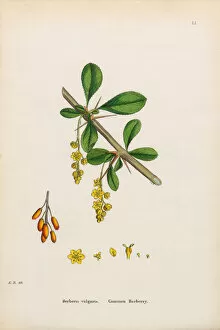 Images Dated 13th January 2017: Common Barberry, Berberis vulgaris, Victorian Botanical Illustration, 1863