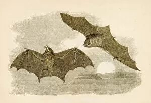 Images Dated 25th April 2017: Common bats engraving 1851