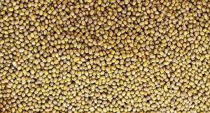 Legume Family Gallery: Common Beans -Phaseolus vulgaris-