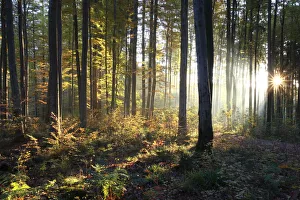 Beam Gallery: Common beeches (Fagus sylvatica), sunrise in a beech forest in autumn, Allgaeu region, Bavaria