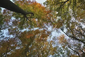 Images Dated 1st November 2011: Common beeches -Fagus sylvatica- in autumn, Lower Rhine region, North Rhine-Westphalia, Germany