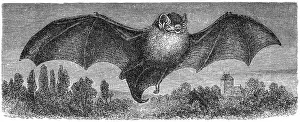 Bat Animal Prints: The common bent-wing bat, Schreibers long-fingered bat