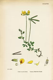 Images Dated 12th June 2017: Common Birda┬Ç┬Ös-foot Trefoil, Lotus eu-corniculatus, Victorian Botanical Illustration, 1863