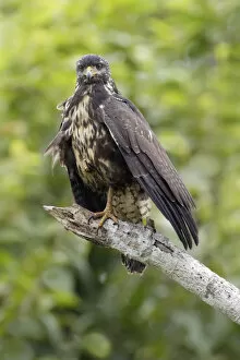 Images Dated 14th June 2015: Common Black-Hawk