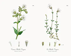 Images Dated 21st November 2017: Common Bladder Campion, Silene inflata, Victorian Botanical Illustration, 1863