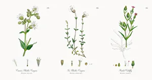 Images Dated 21st November 2017: Common Bladder Campion, Silene inflata, Victorian Botanical Illustration, 1863